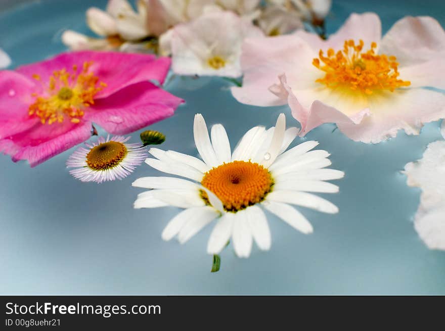 An image with various flowers in the water. An image with various flowers in the water