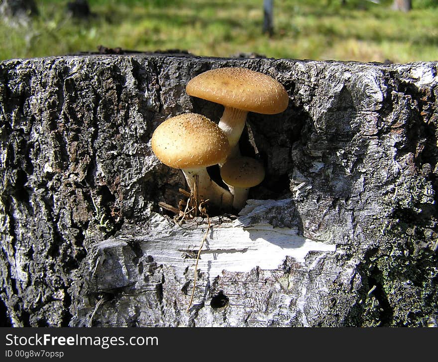 Mushrooms On A Thumb