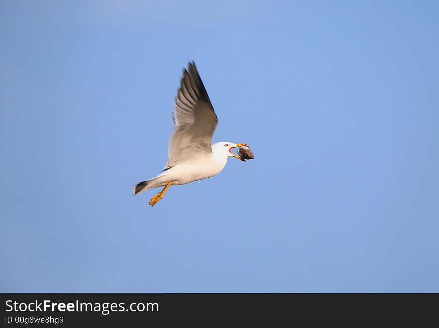 Seagull With Bivalve In Beak