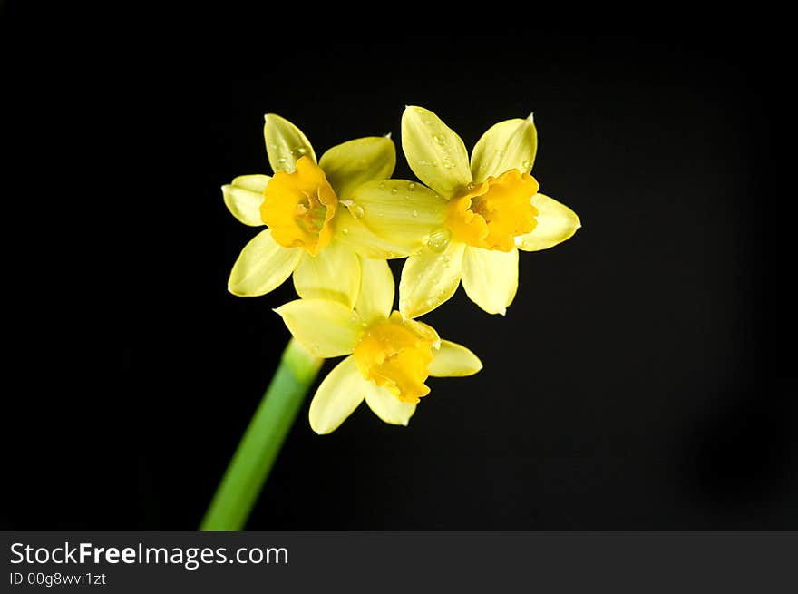 Yellow spring daffodil on black background whit drops