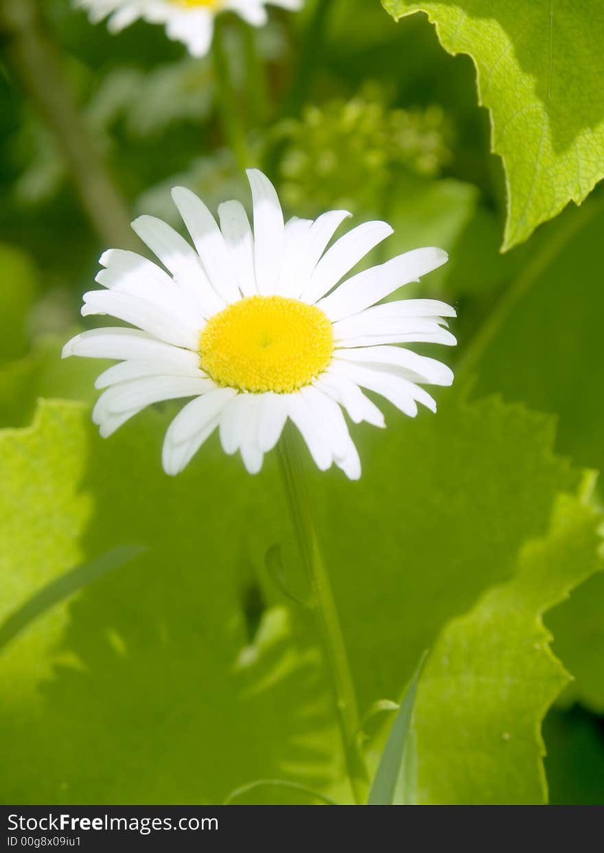 Close-up of camomile in the garden