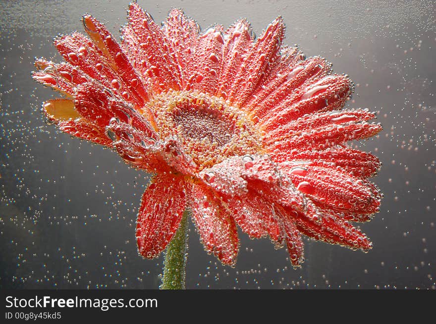 Red Gerbera With Bubbles