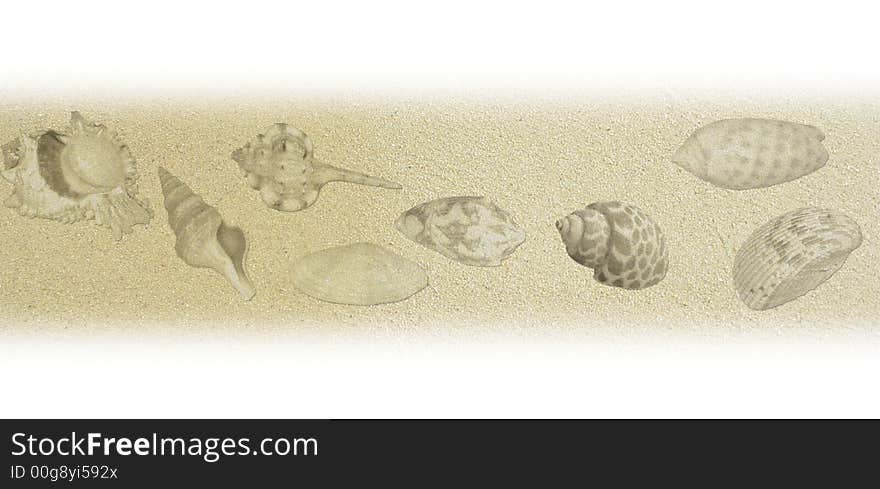 Shell texture with sand for background