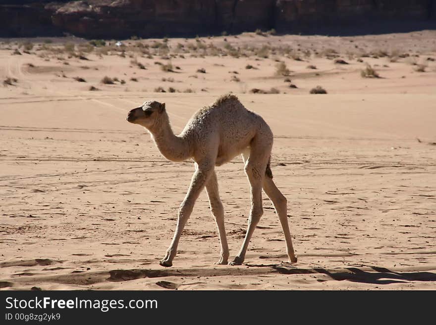 Camel in the wadi rum desert. Camel in the wadi rum desert