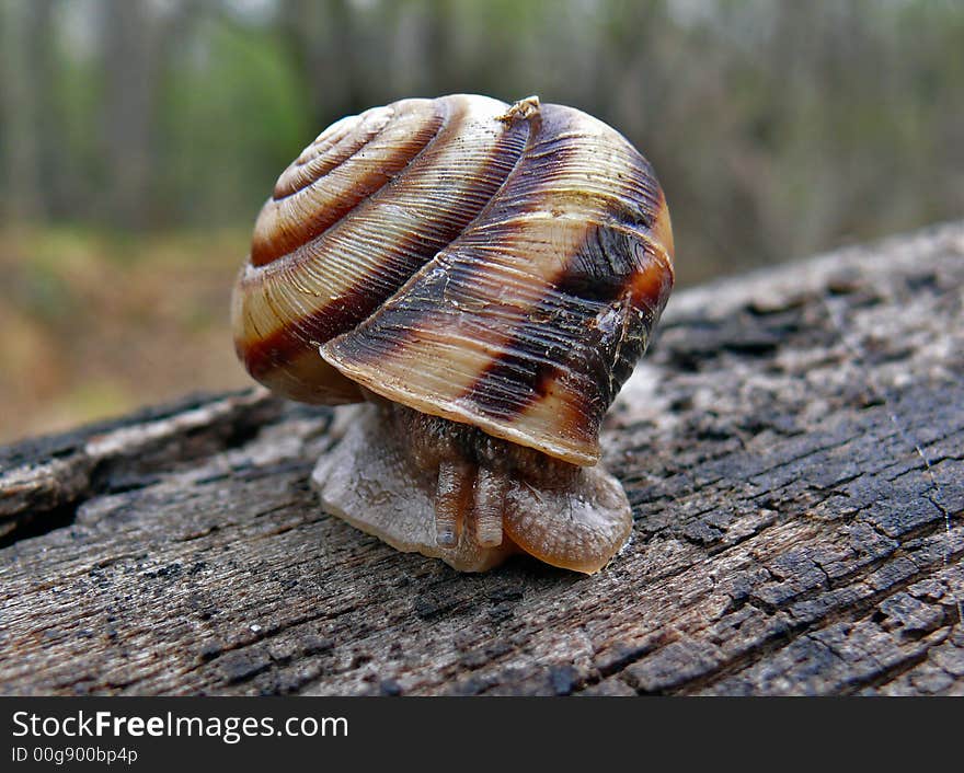 A close-up of the snail on pld dry log. Russian Far East, Primorye. A close-up of the snail on pld dry log. Russian Far East, Primorye.