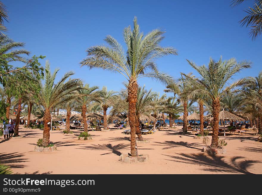 Palm sand beach in tropic