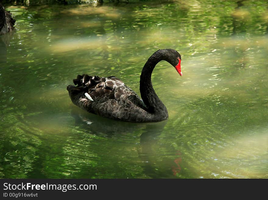 Black swan swimming in a pond