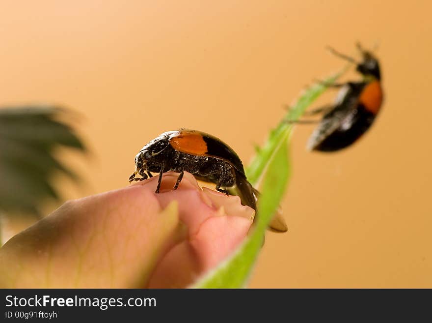 Two black ladybugs on the rose bud