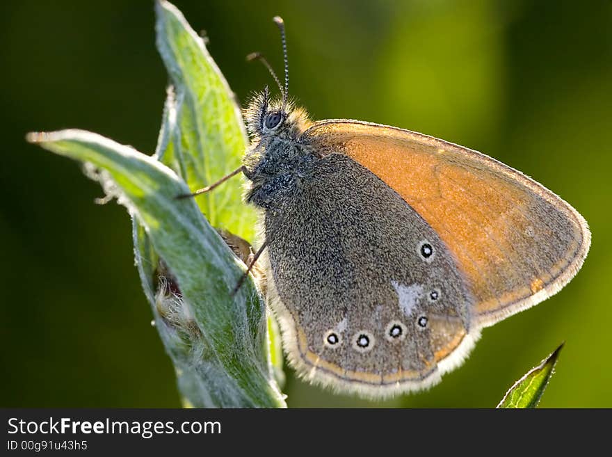 Coenonympha glycerion butterfly and sunlight. Coenonympha glycerion butterfly and sunlight