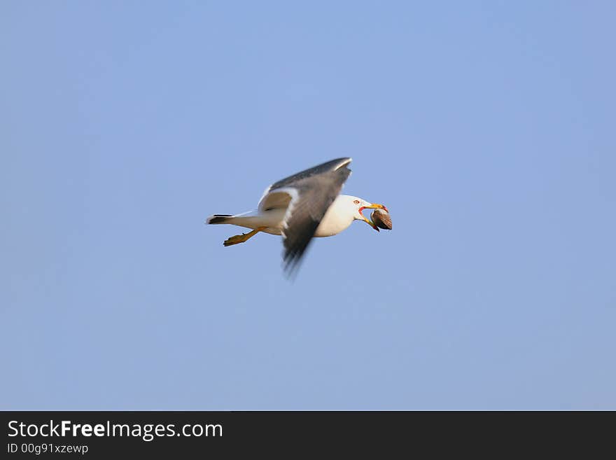 Seagull with bivalve