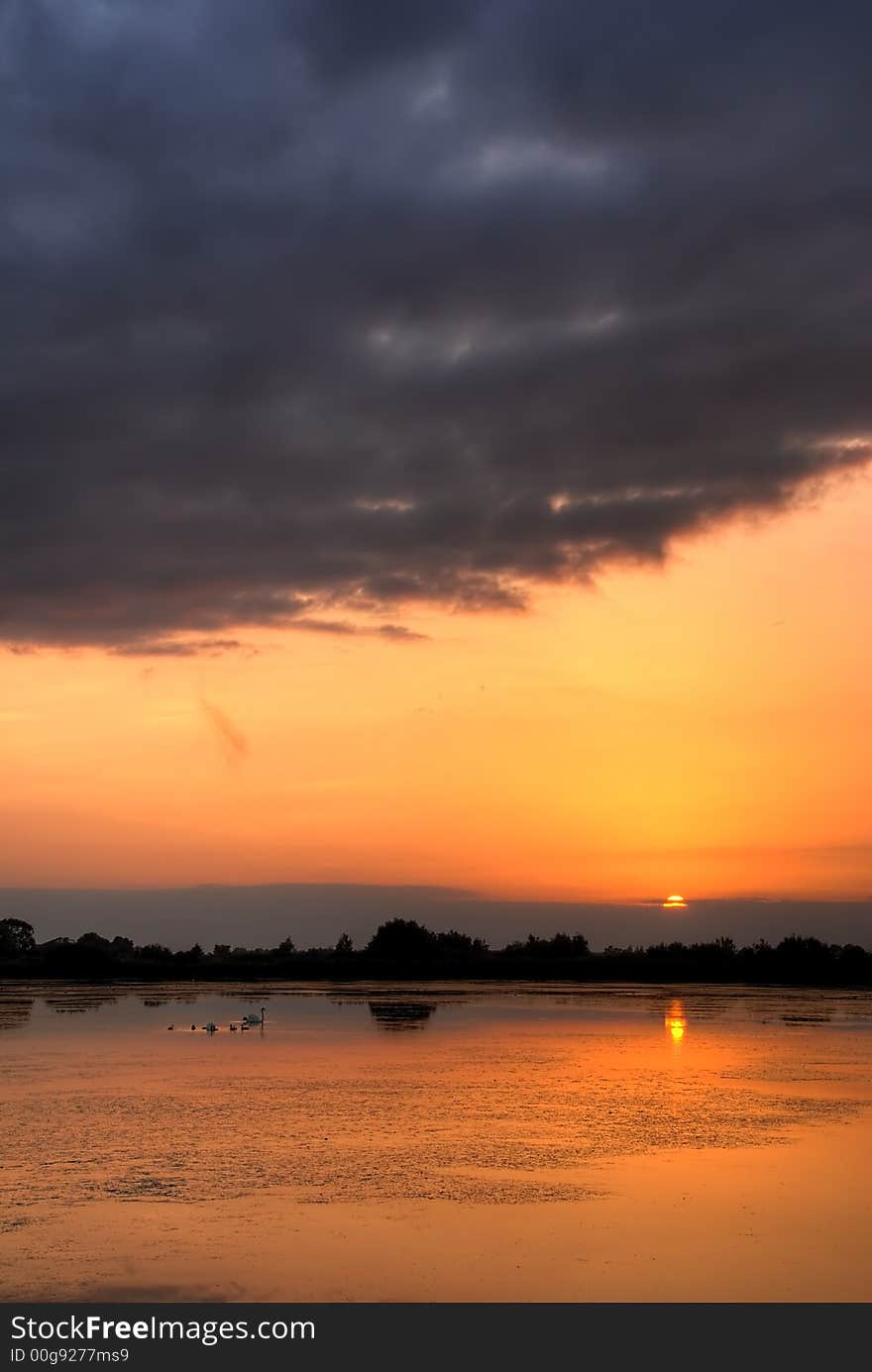 Beautiful summser sunset with swans floating on the lake. Beautiful summser sunset with swans floating on the lake