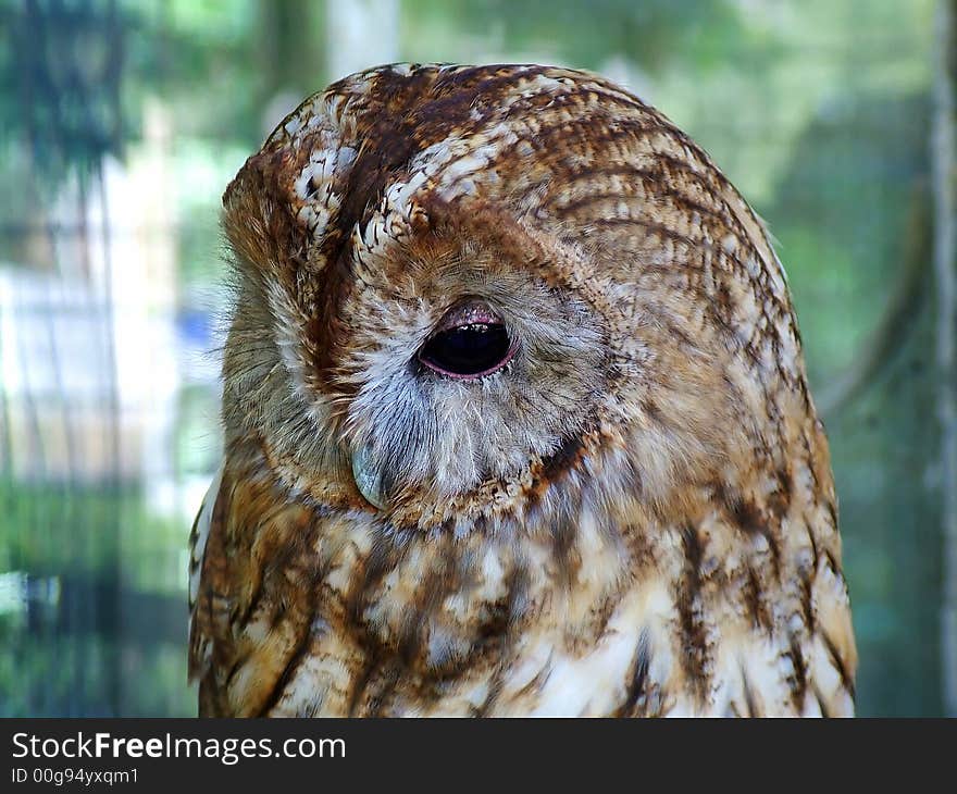 An old brown and white owl with a staring eye and a beak. An old brown and white owl with a staring eye and a beak