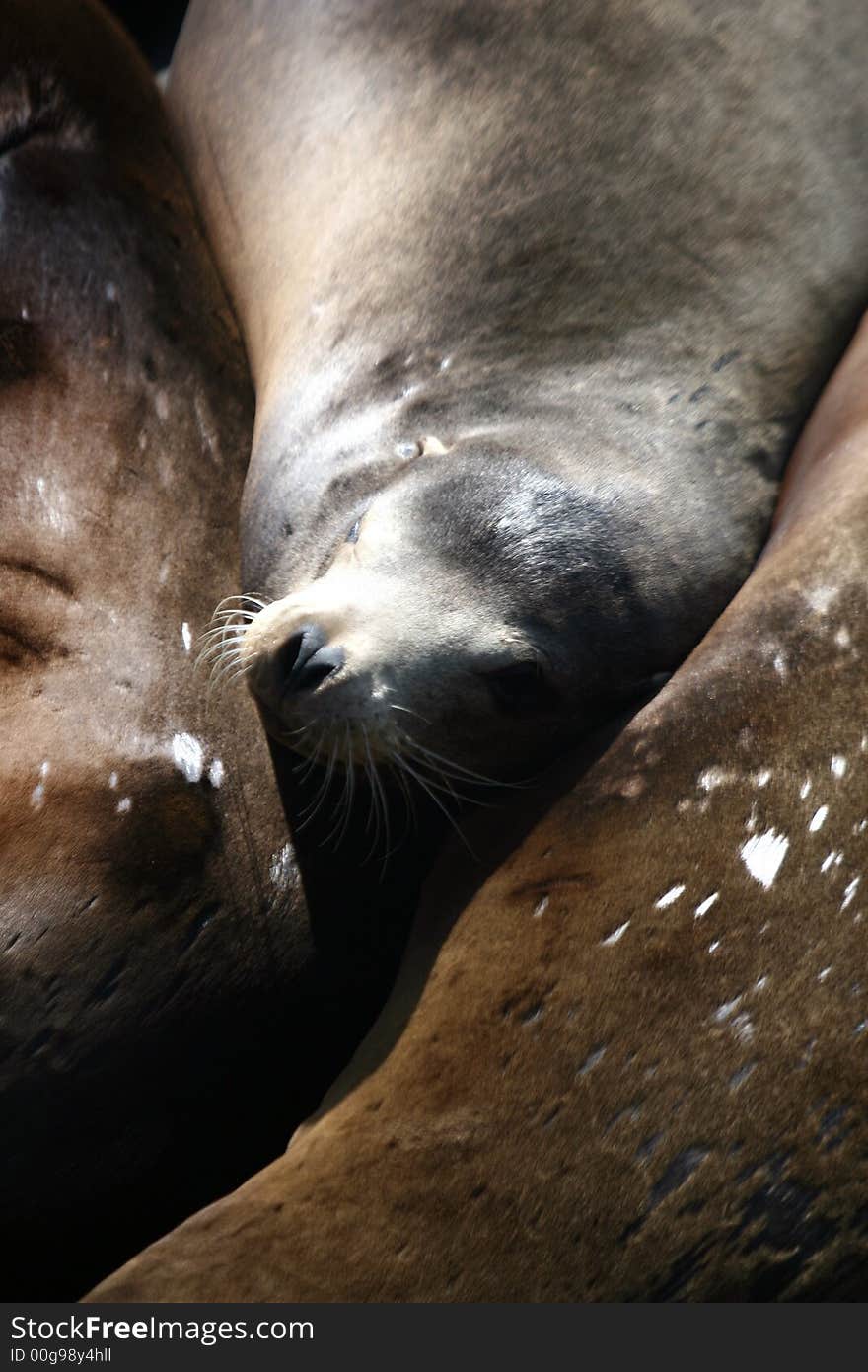 Seal Cudelling