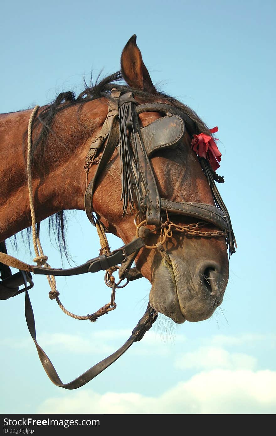 Portrait of an old horse