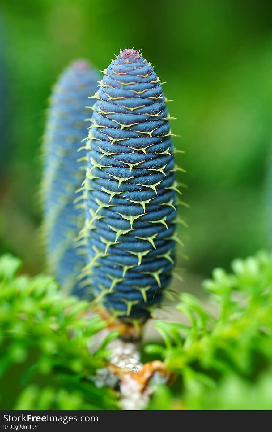 Detail Of Spruce Cone