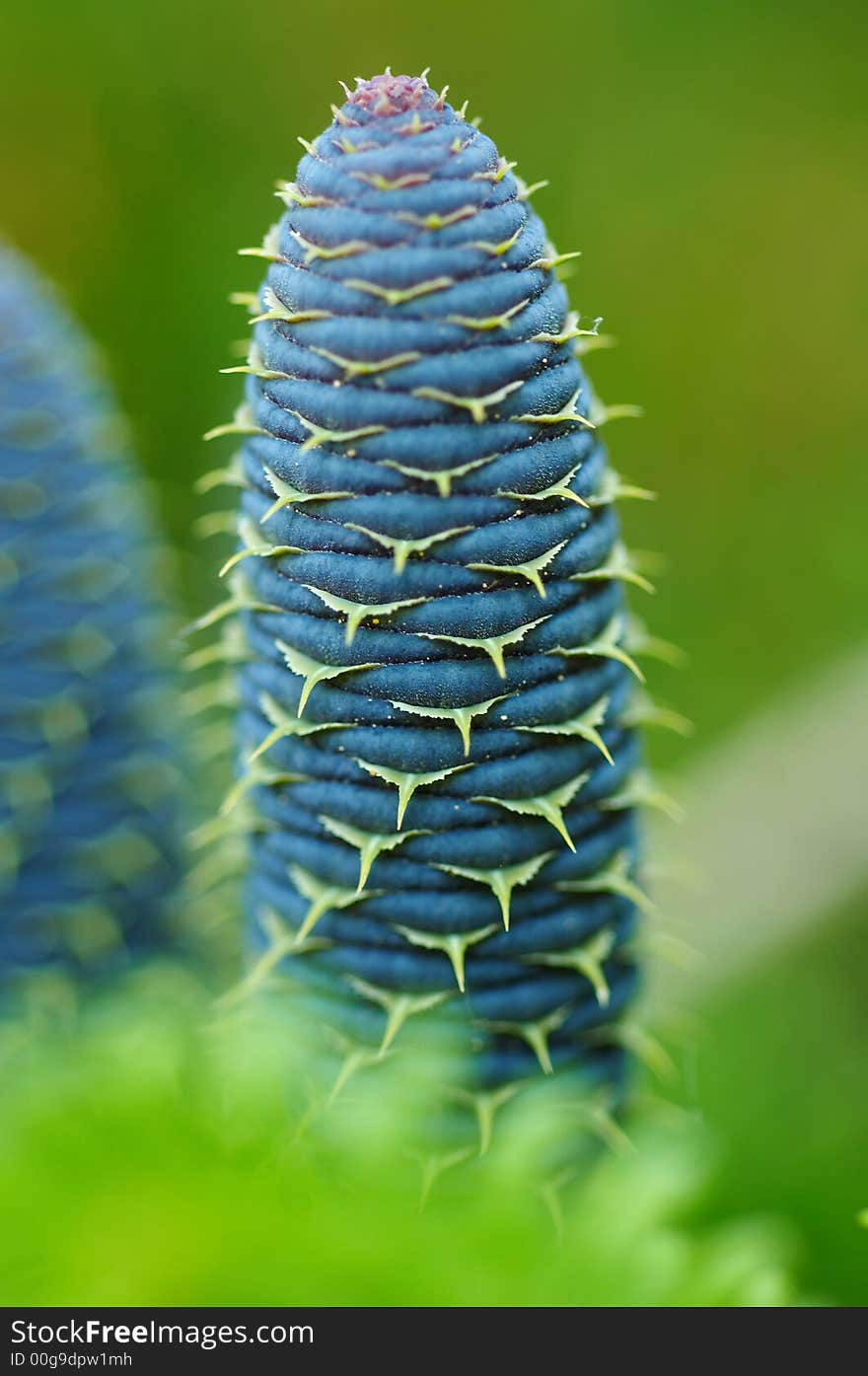 Detail of spruce cone