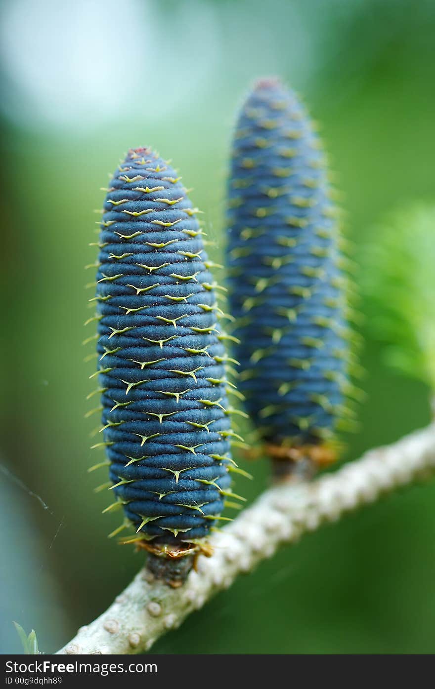 Detail Of Spruce Cone