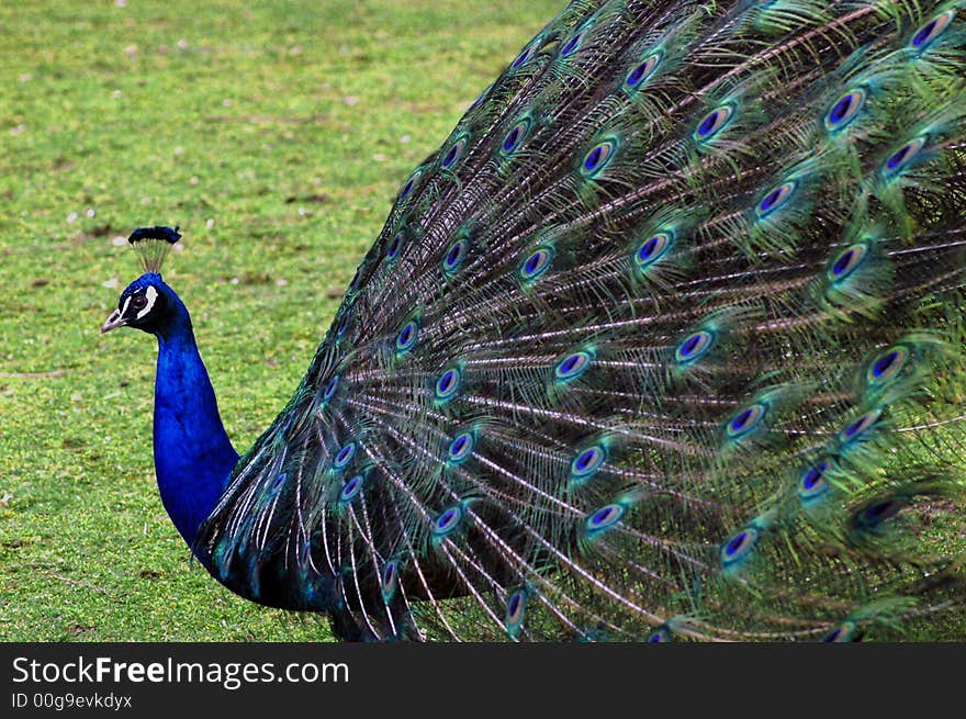 Peacock with feathers spread exposing the beautiful colors