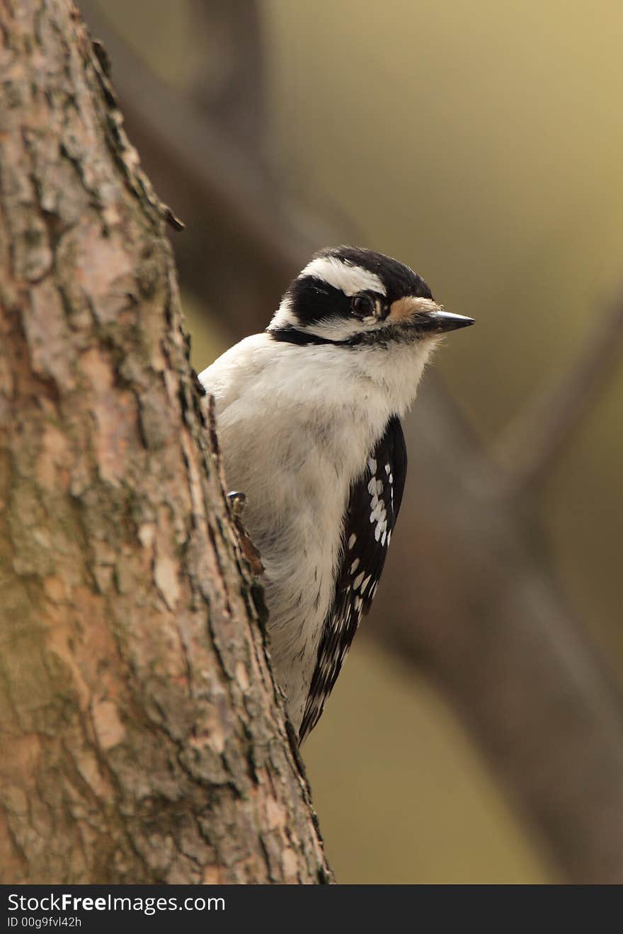 Downy Woodpecker