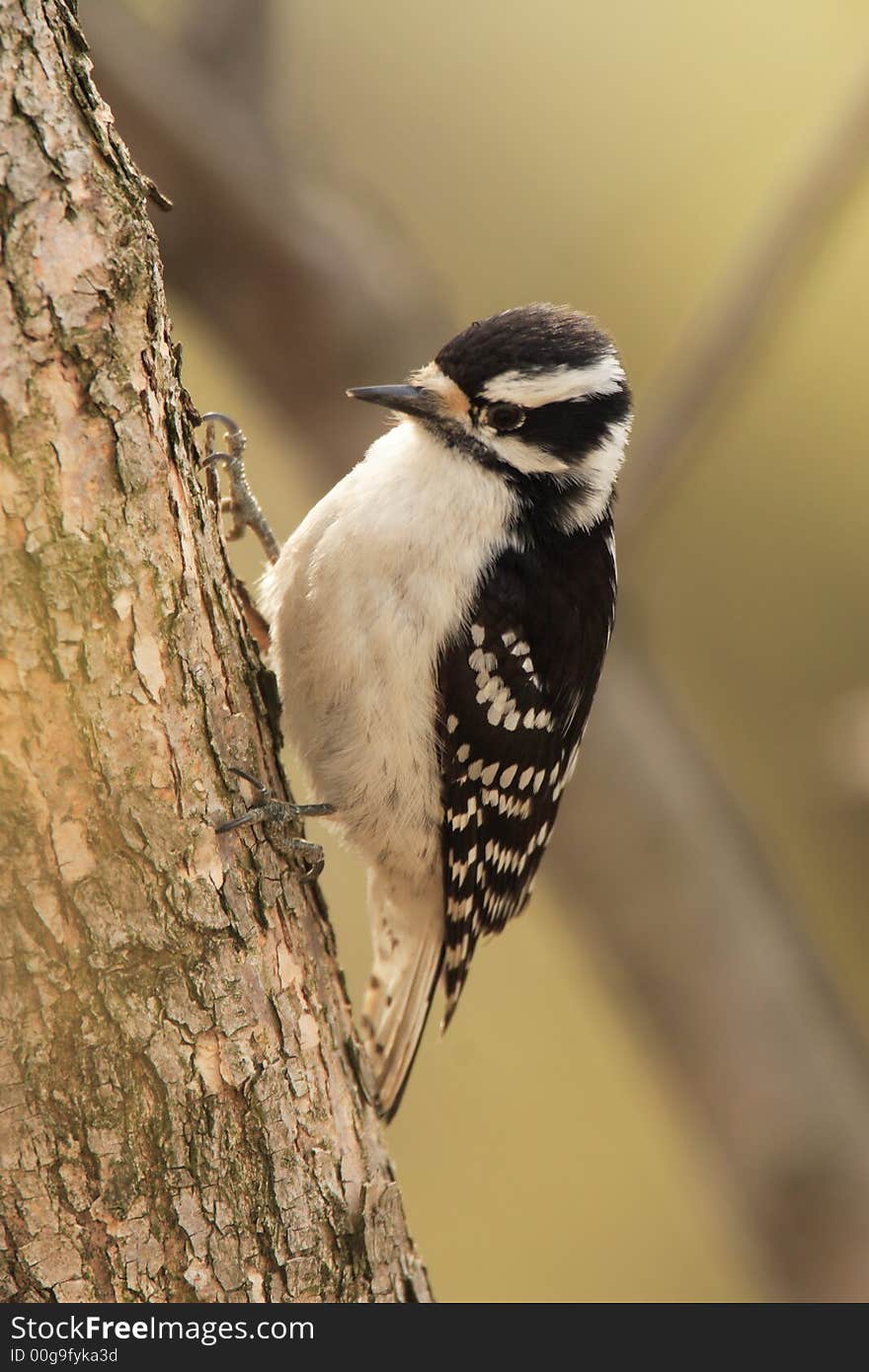 Downy Woodpecker