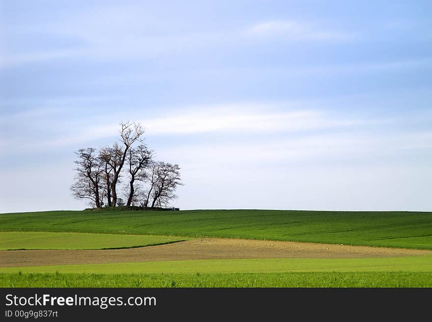 dead trees on the green grassy hill in the early spring time. dead trees on the green grassy hill in the early spring time