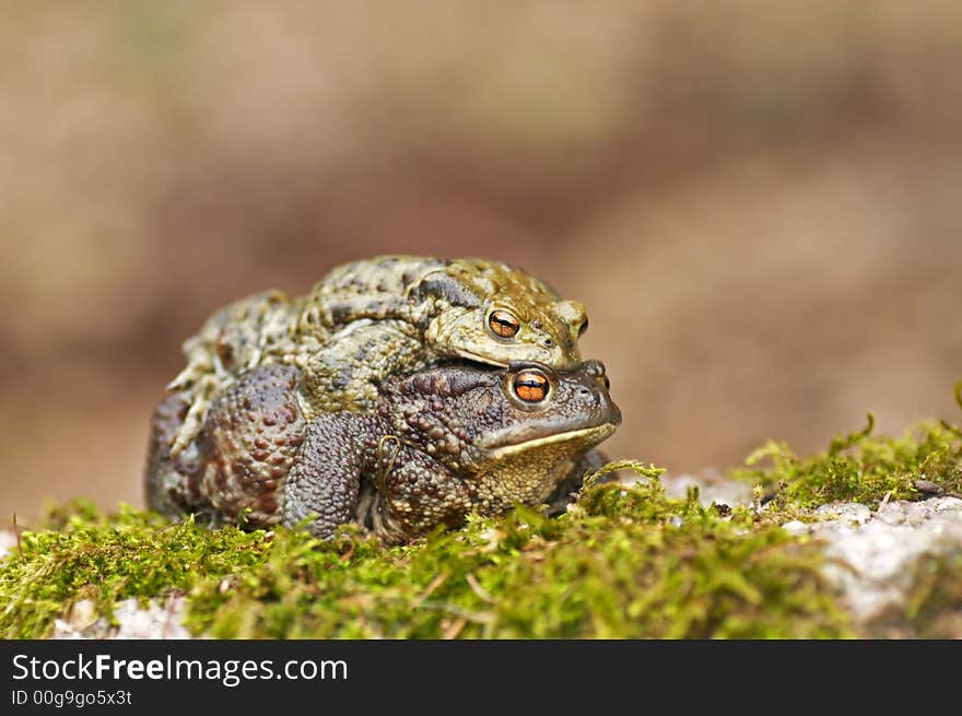 Frogs copulating