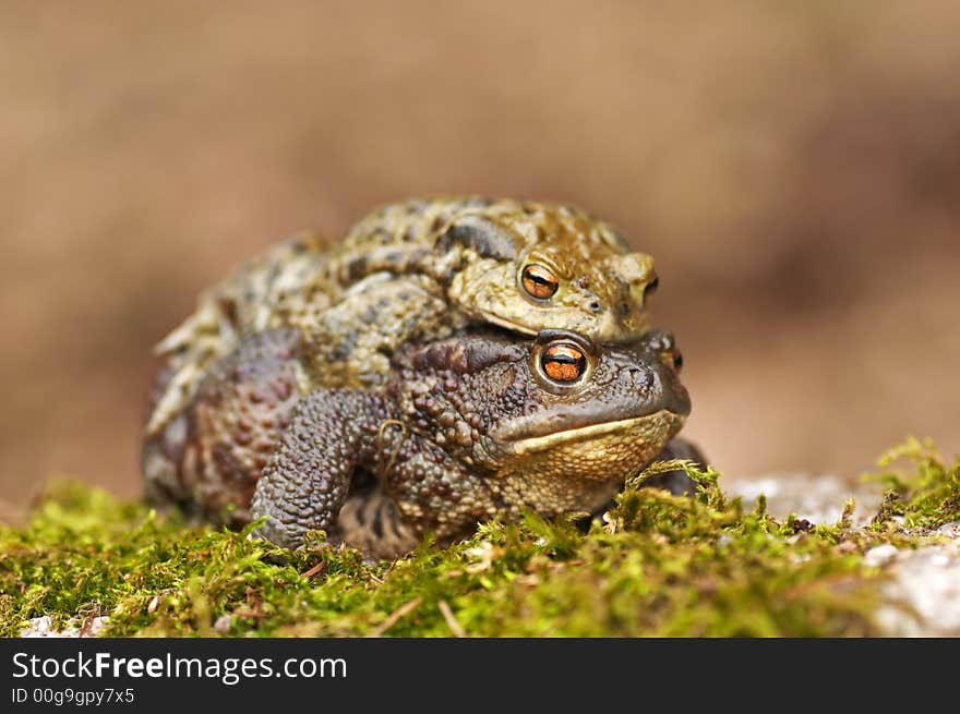 Frogs Copulating