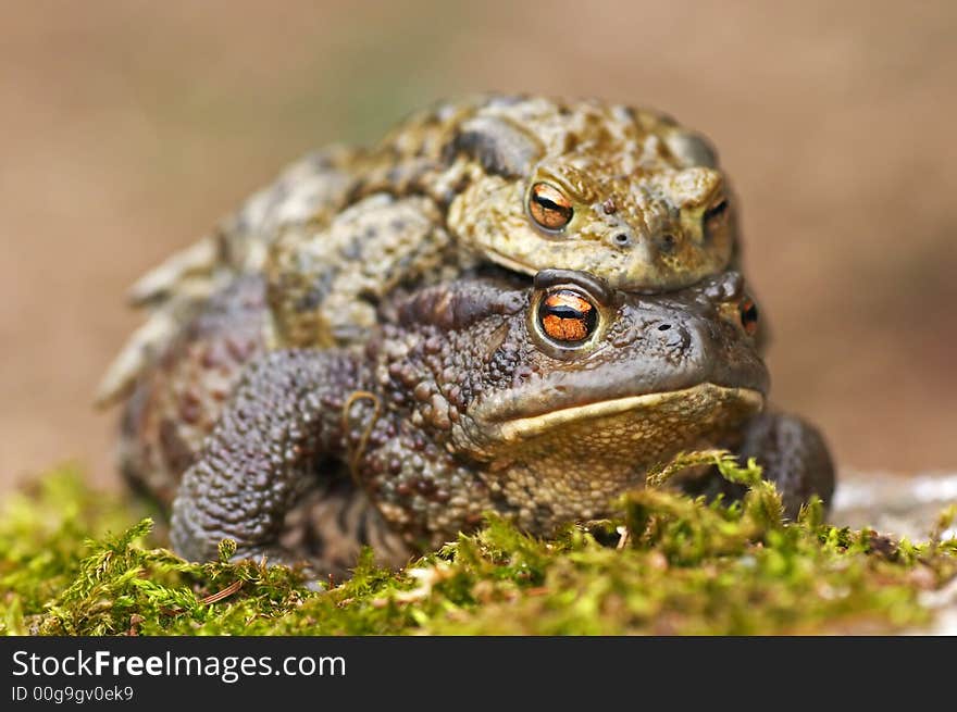 Frogs copulating