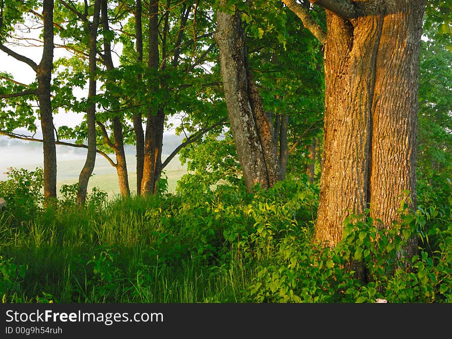 Some maples in a view of the morning sun. Some maples in a view of the morning sun