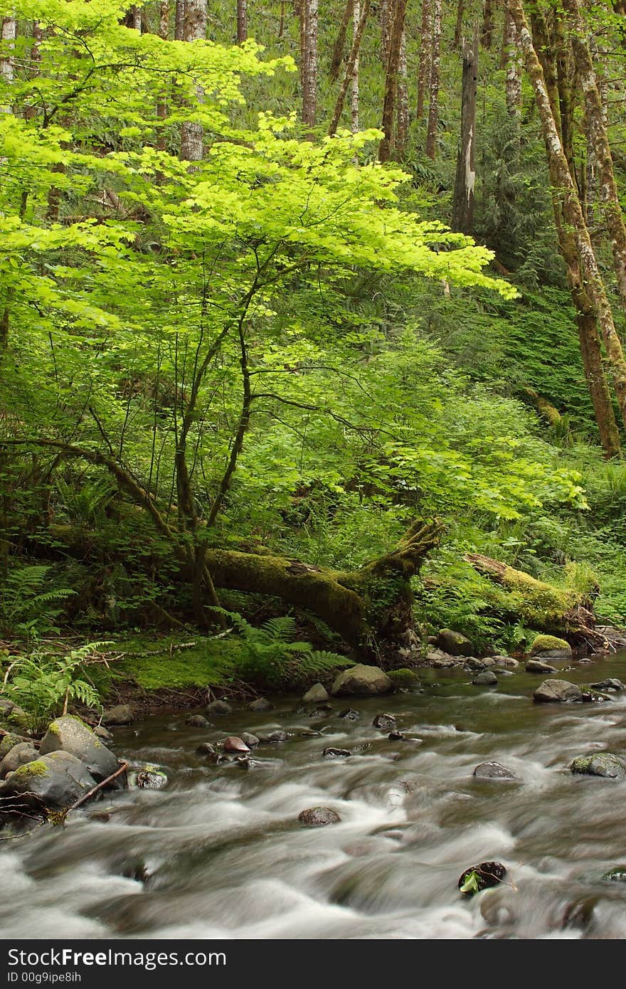 Gales Creek forest scene - Tillamook State Forest, Oregon