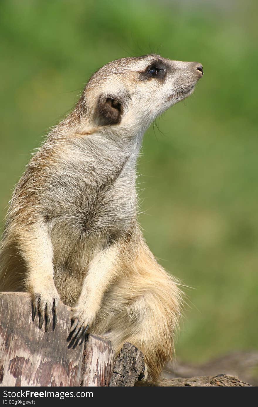 Suricate (meercat)