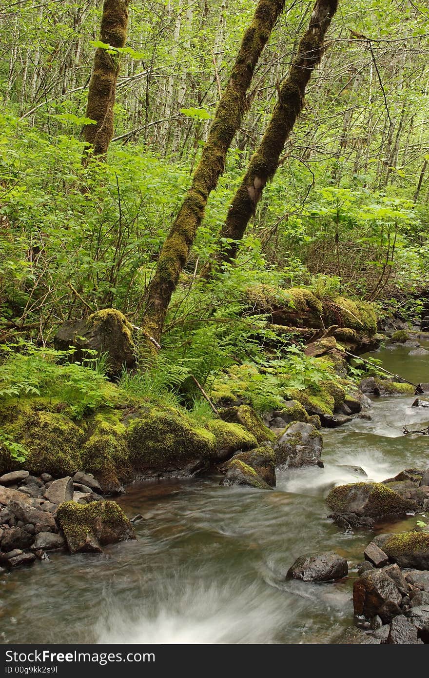 Creek next to Univerisity Falls - Tillamook State Forest. Creek next to Univerisity Falls - Tillamook State Forest