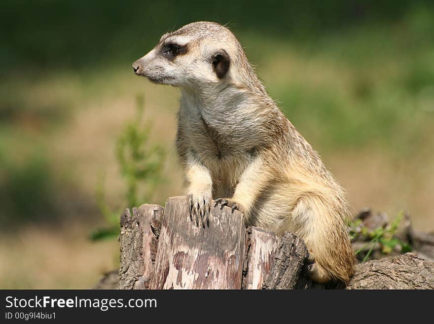 Suricate (meercat)