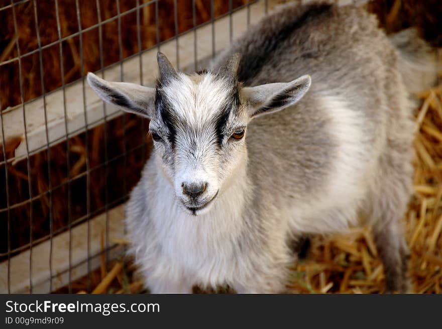 A billy goat at the county fair