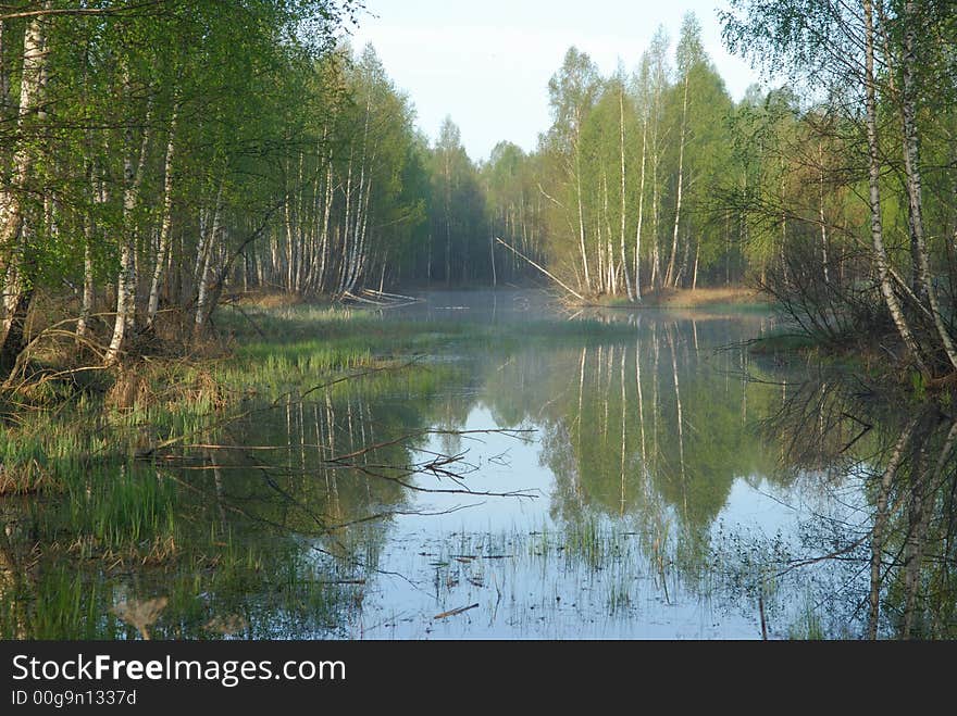 Pond with birches and a fog on a background. Pond with birches and a fog on a background