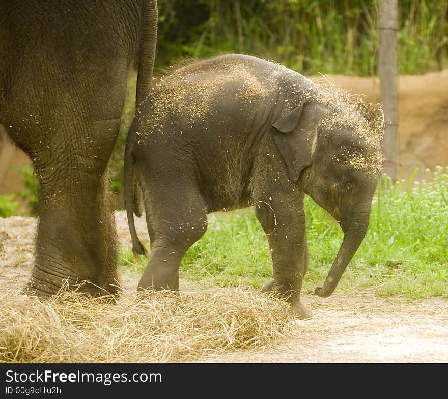 A baby elephant on display at a zoo