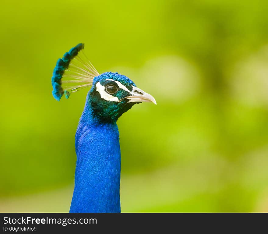 A peacock displaying its brilliant colors