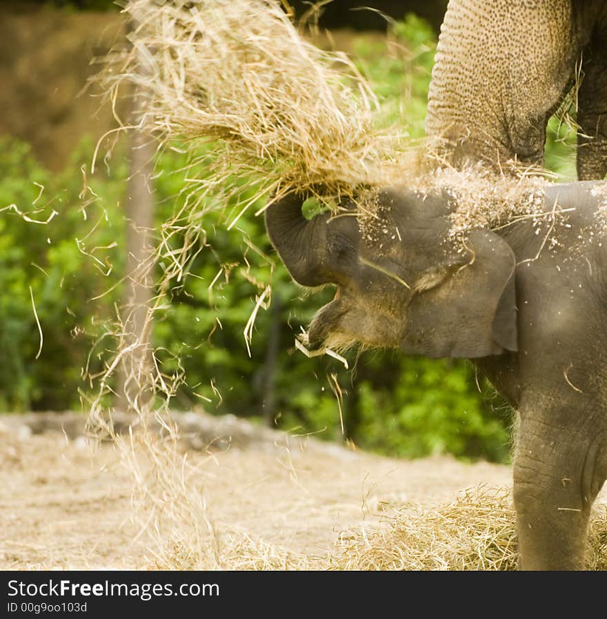 A baby elephant on display at a zoo