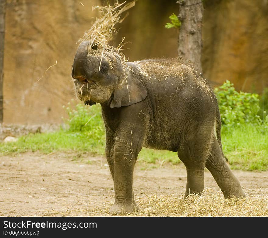 A baby elephant on display at a zoo