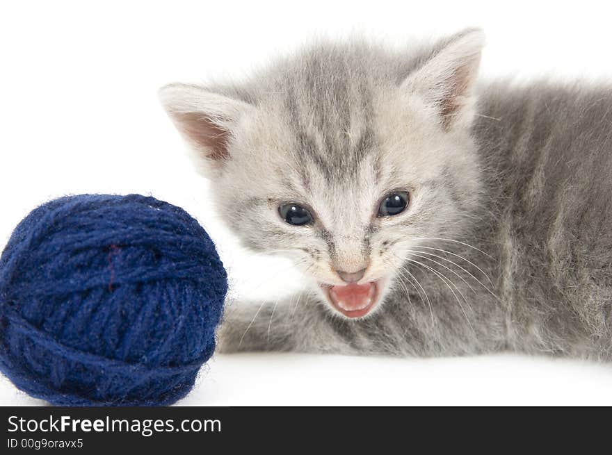 Gray kitten and blue yarn