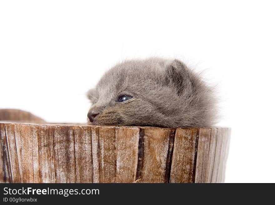 A gray kitten sleeps in a decorative flowerpot shaped like a barrel on white background. A gray kitten sleeps in a decorative flowerpot shaped like a barrel on white background