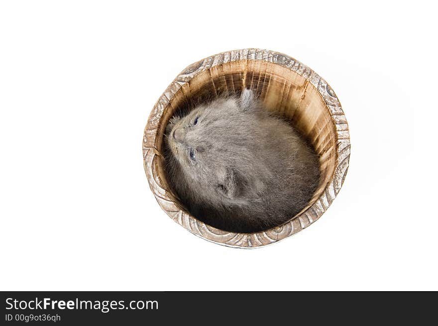 A gray kitten sleeps in a decorative flowerpot shaped like a barrel on white background. A gray kitten sleeps in a decorative flowerpot shaped like a barrel on white background