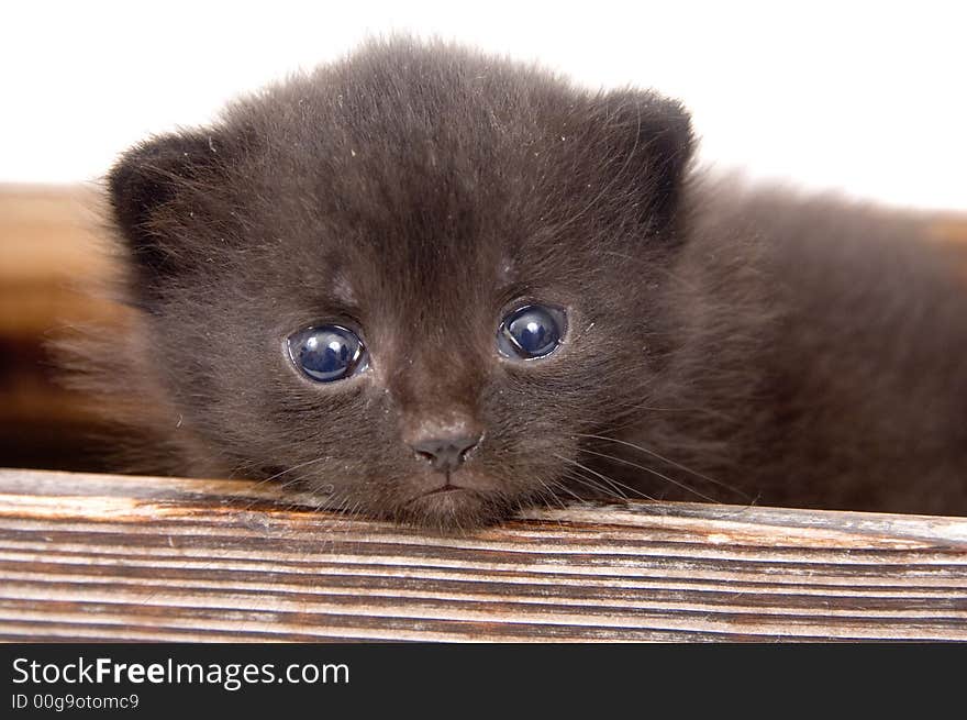 A black kitten peeks over the top of a decorative barrel on white background. A black kitten peeks over the top of a decorative barrel on white background