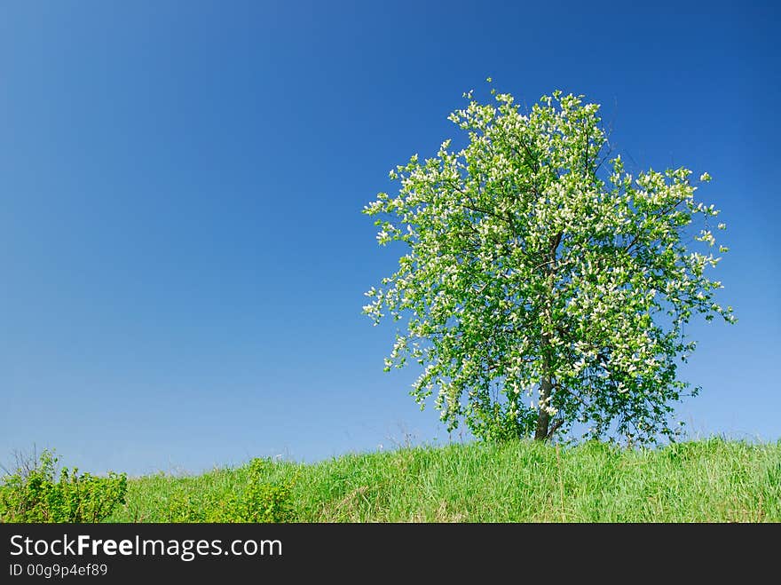 Flowering Of A Bird Cherry