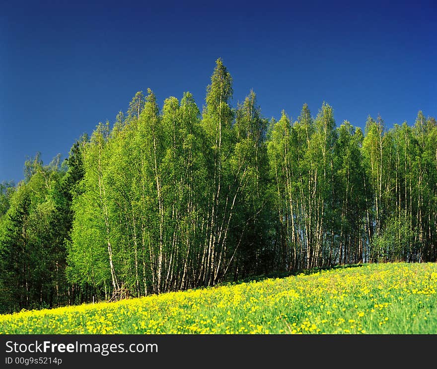 Spring landscape with a yellow field in the foreground