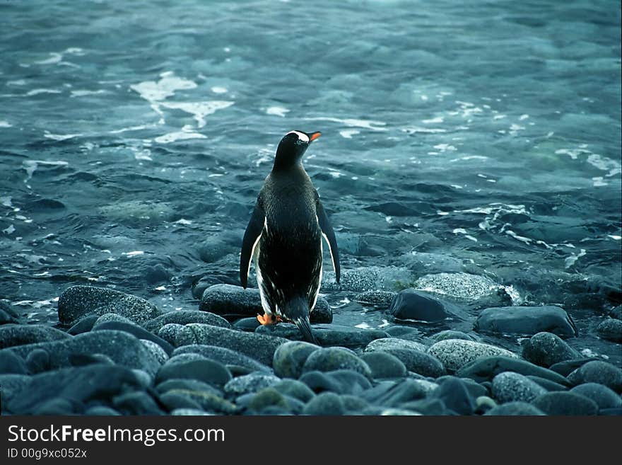 Gentoo penguin