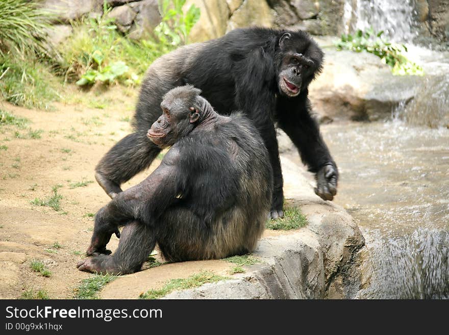 Relaxed Chimpanzees