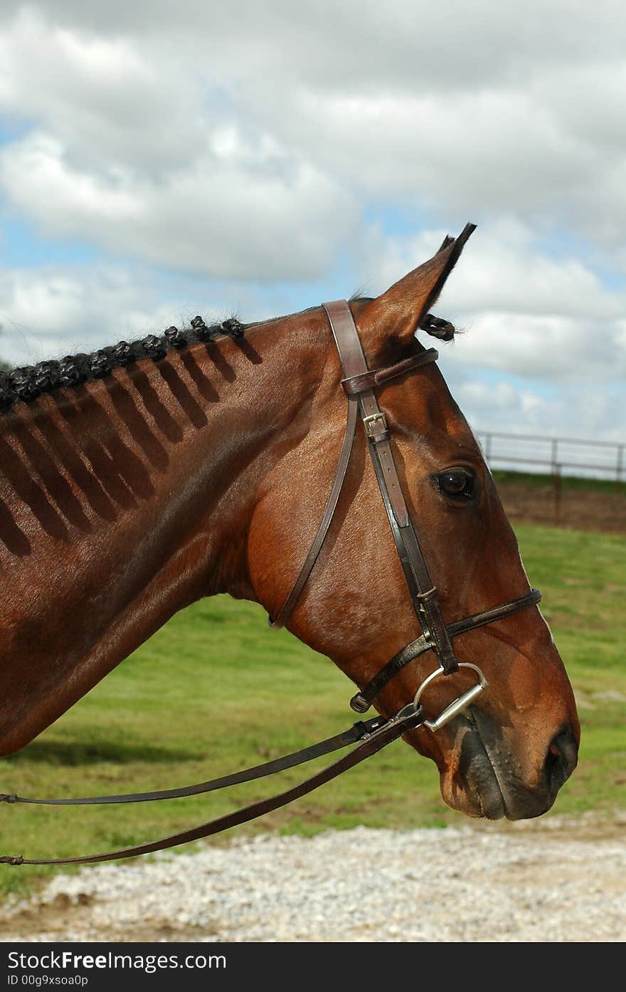 Profile of thoroughbred horse with braid in mane ready for a horse show. Profile of thoroughbred horse with braid in mane ready for a horse show.