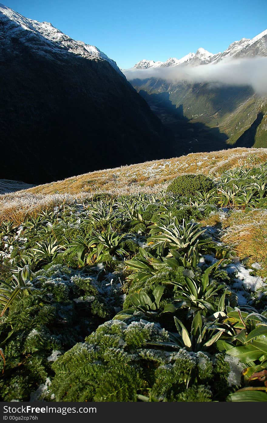 Milford track landscape