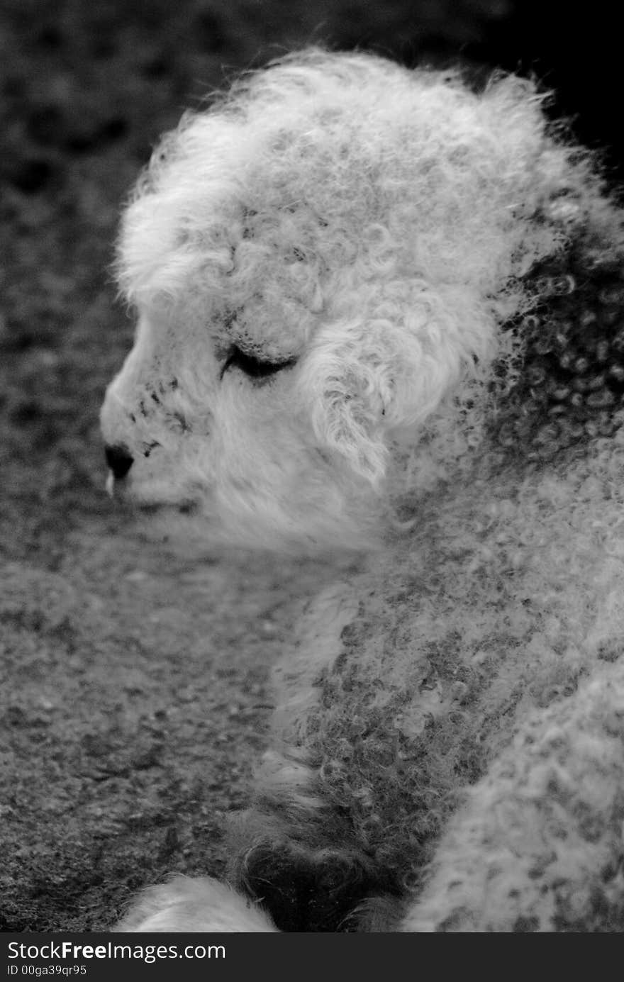 One beautifull baby sheep in Black and White.